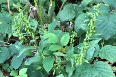 Green-flowered Helleborine, Cusworth.