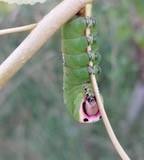 Puss moth caterpillar (Cerura vinula), at John Scott's Farm.