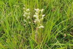 Greater Butterfly Orchid, Maltby Common.