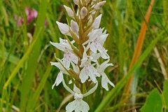 Common Spotted orchid - Maltby Common.