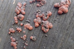 2. Red slime mould