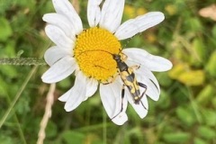 Longhorn wasp Beetle