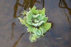 A single rosette of a Nile Cabbage Pistia stratiotes