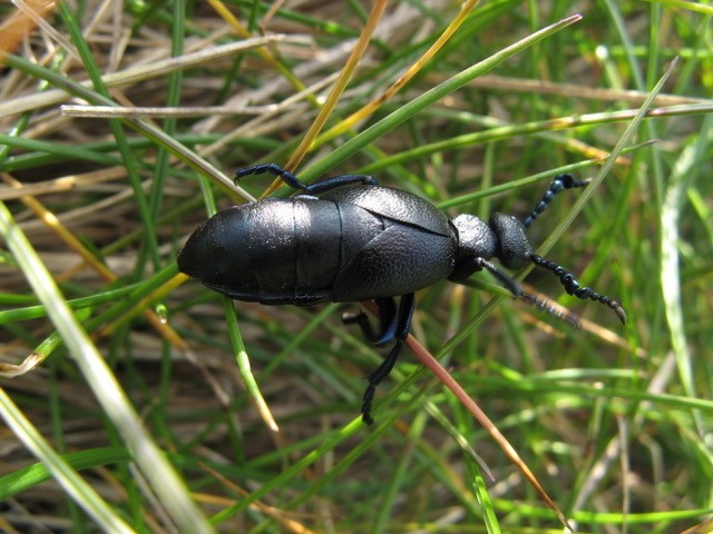 Oil-Beetle