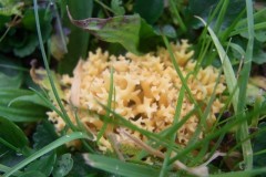 Meadow-Coral