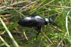 Oil-Beetle