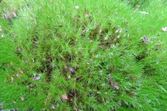 Dicranum scoparium - Broom Fork-moss, Lindholme.