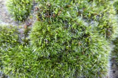 Grey Cushioned Grimmia also known as Hedgehog moss (Grimmia pulvinata), Old Moor