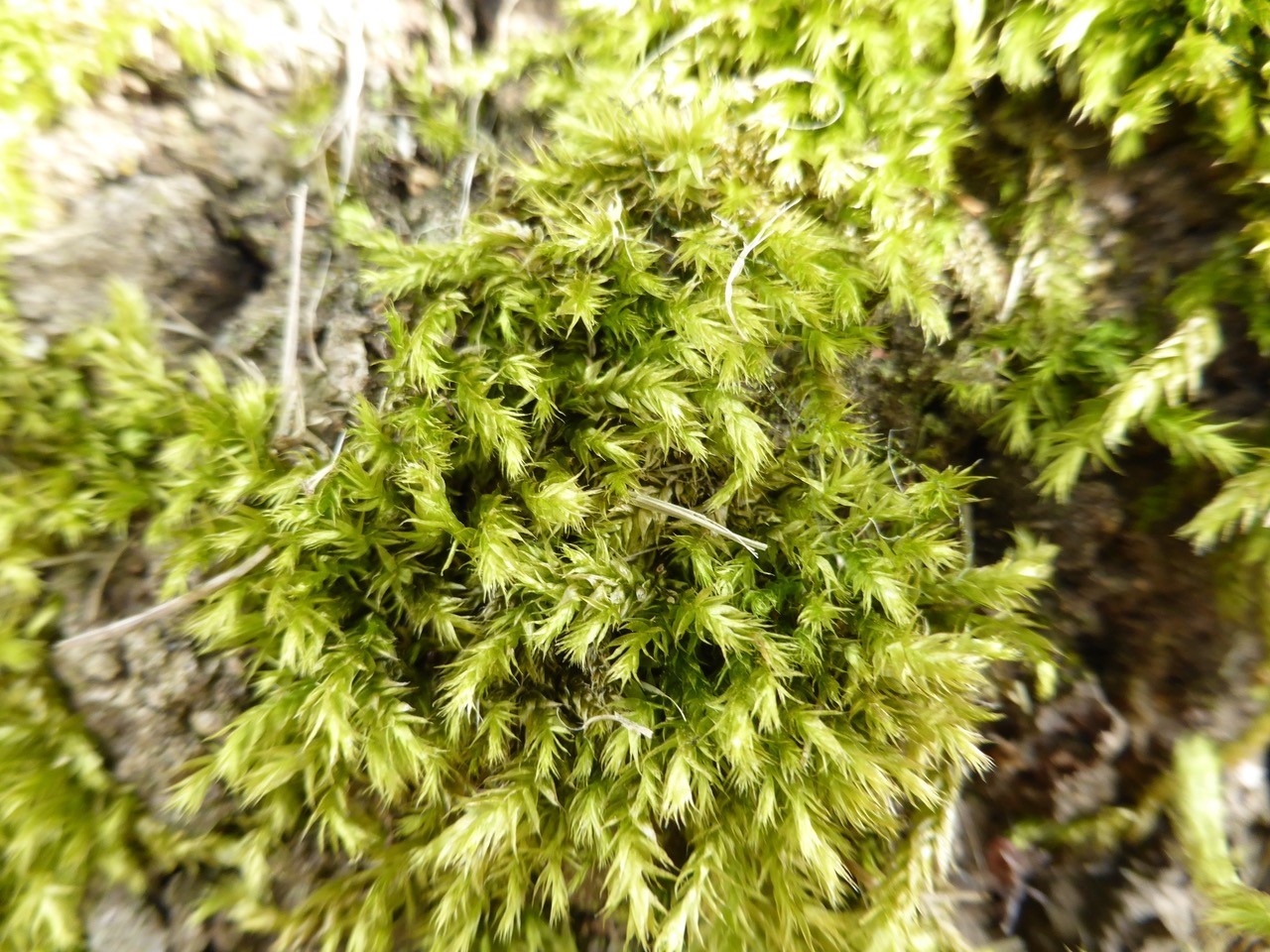 Brachythecium rutabulum - Rough-stalked Feather-moss, Wentworth Garden Centre.