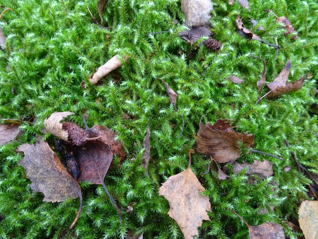 Rhytidiadelphus loreus - Little Shaggy-moss, Lindholme.