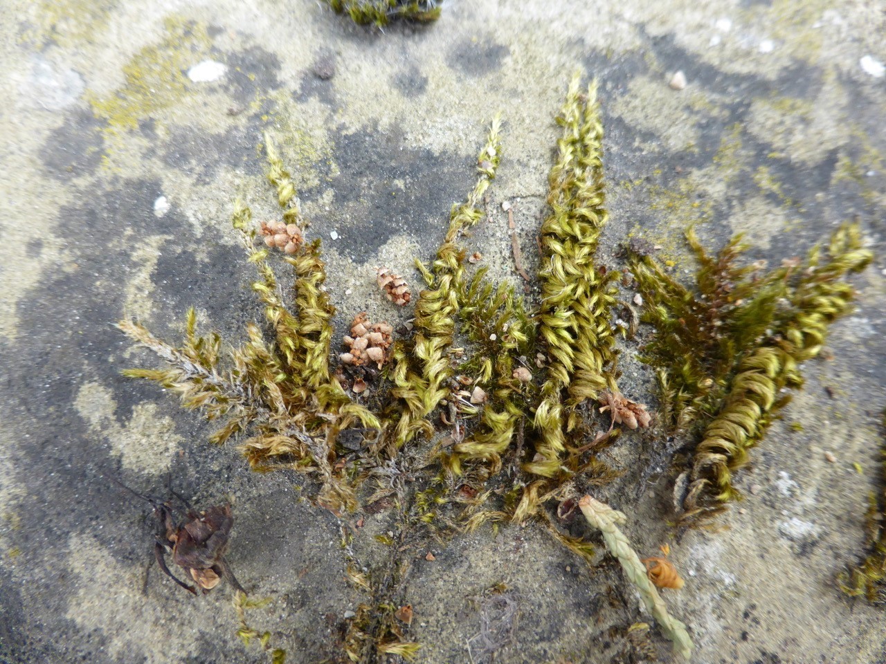 Homalothecium sericeum - Silky Wall Feather- moss, Wentworth Garden Centre.