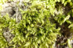 Brachythecium rutabulum - Rough-stalked Feather-moss, Wentworth Garden Centre.