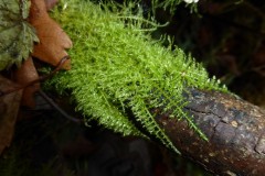 Kindbergisa praelonga - Common Feather-moss, Thorpe Marsh.