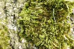 Hypnum cupressiforme - Cypress- leaved Plait- moss, Wentworth Gardens.