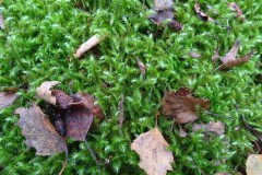 Rhytidiadelphus loreus - Little Shaggy-moss, Lindholme.