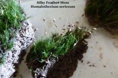 Silky Feather Moss (Homalothecium), Wentworth Garden Centre