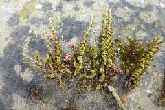 Homalothecium sericeum - Silky Wall Feather- moss, Wentworth Garden Centre.