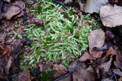 Plagiothecum undulatum - Waved Silk-moss, Lindholme.