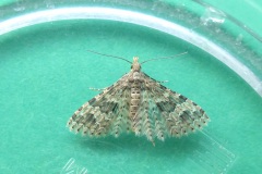 Alucita hexadactyla - Twenty-plume Moth - Kirk Smeaton