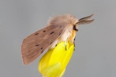 Diaphora mendica - Muslin Moth, Woodside Nurseries, Austerfield.