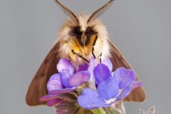 Diaphora mendica - Muslin Moth, Woodside Nurseries, Austerfield.