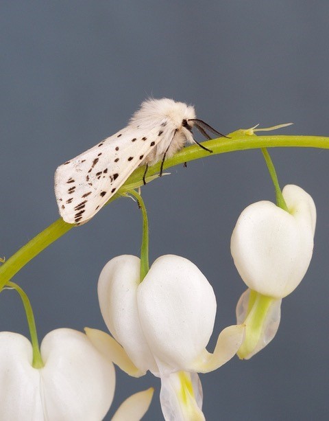 Spilosoma lubricipeda - White Ermine, Woodside Nurseries, Austerfield.
