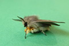 Diaphora mendica - Muslin Moth male - Kirk Smeaton