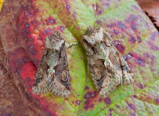 Allophyes oxyacanthae - Green-brindled Crescent, Austerfield.