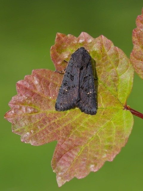 Aporophyla nigra - Black Rustic, Austerfield.