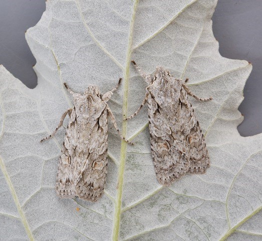 Lithophane ornitopus - Grey Shoulder-knot, Austerfield.