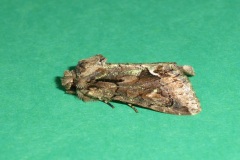 Allophyes oxyacanthae - Green-brindled Crescent, Kirk Smeaton
