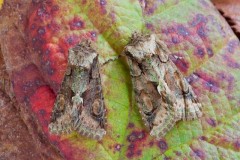 Allophyes oxyacanthae - Green-brindled Crescent, Austerfield.