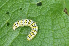 Cucullia verbasci - Mullein Moth (caterpillar),  Cusworth Lane,