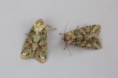 Dryobotodes eremita - Brindled Green, Austerfield.