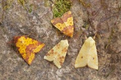 Sallow, Barred Sallow and Pink-barred Sallow comparison, Austerfield.