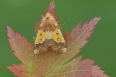 Tiliacea aurago - Barred Sallow, Austerfield.