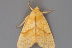 Tiliacea citrago - Orange Sallow, Austerfield.