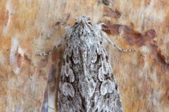 Xylocampa areola - Early Grey, Austerfield.