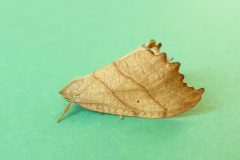 Falcaria lacertinaria - Scalloped Hook-tip -  Kirk Smeaton