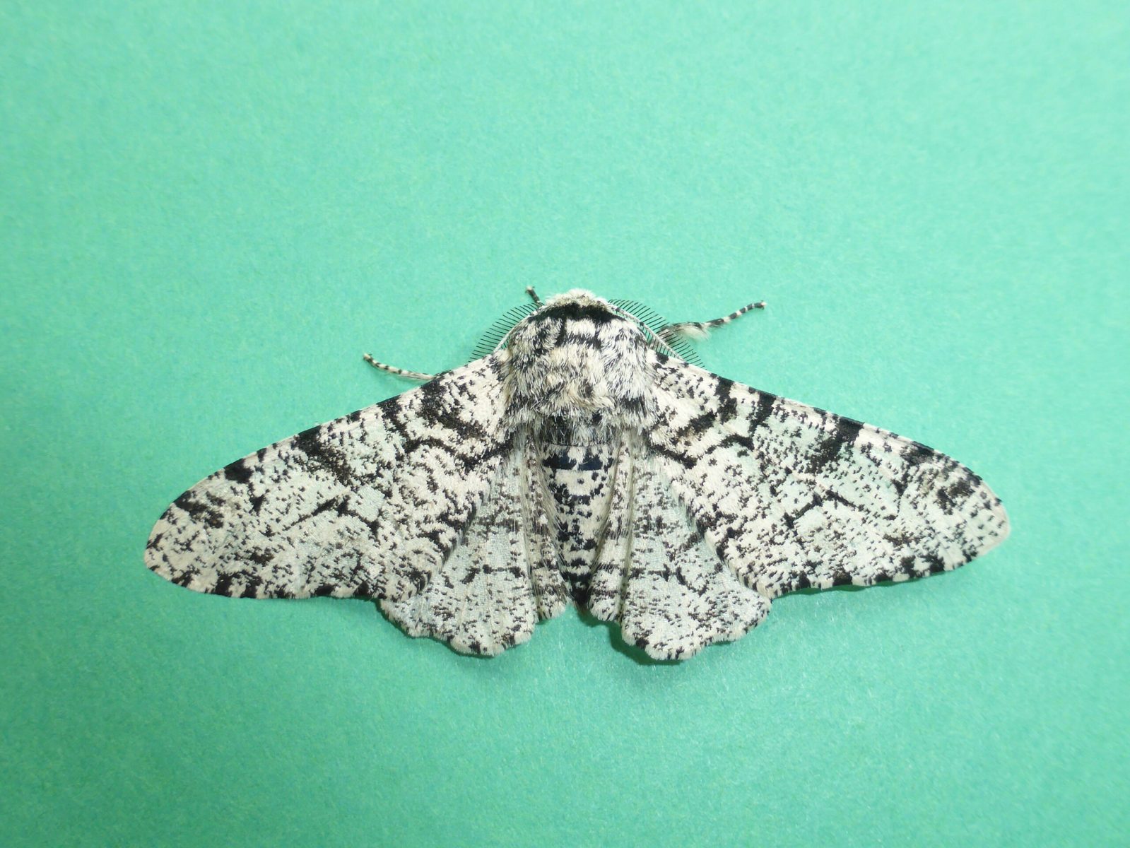 Biston betularia - Peppered Moth - Kirk Smeaton