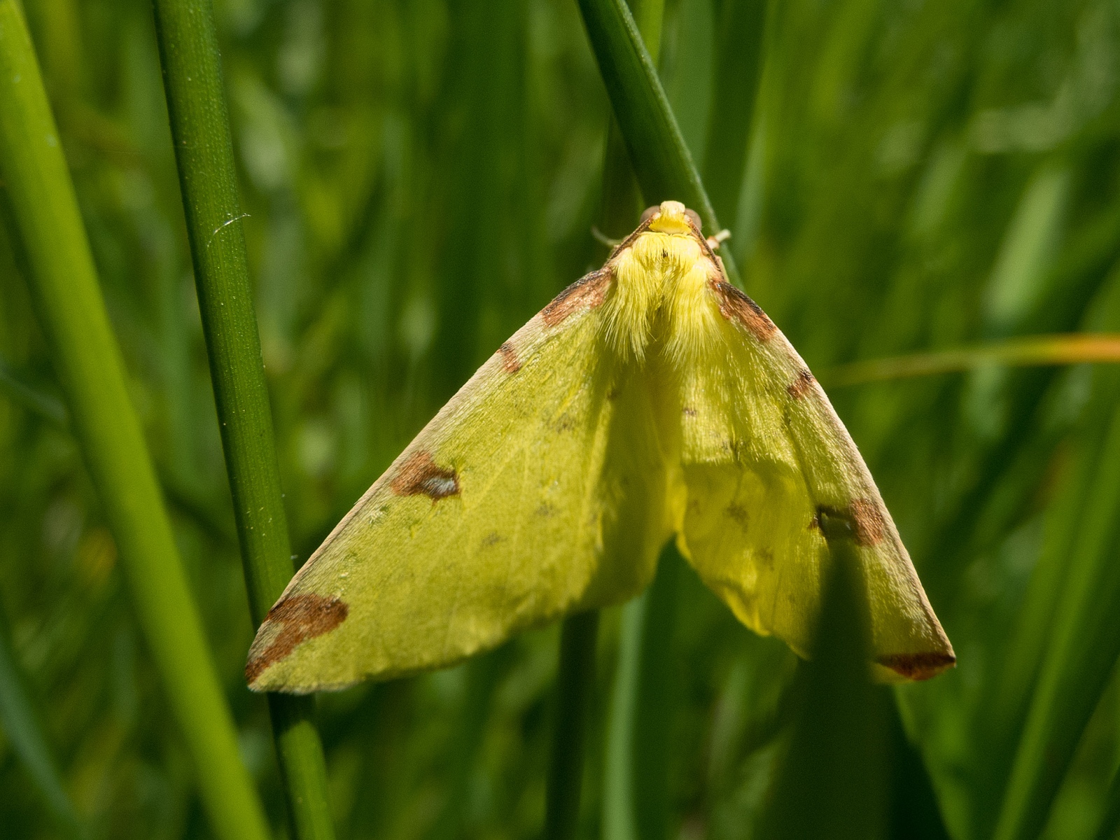 Opisthograptis luteolata - Brimstone Moth, Laughton Wood