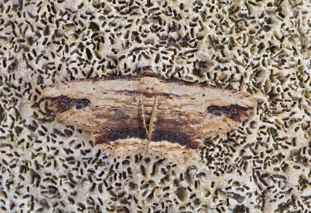 Menophra abruptaria - Waved Umber, Woodside Nurseries, Austerfield.