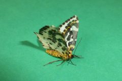 Abraxas grossulariata - Magpie Moth - Kirk Smeaton