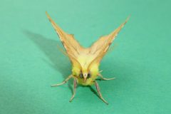 Ennomos ainiaria - Canary-shouldered Thorn - Kirk Smeaton