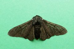 Biston betularia - Peppered Moth (form carbonaria) - Kirk Smeaton