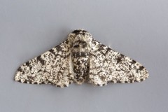 Biston betularia - Perrered Moth aberration, Woodside Nurseries, Austerfield