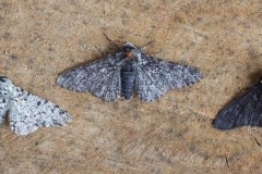 Biston betularia - Peppered Moth (three colour forms), Woodside Nurseries, Austerfield.