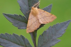 Colotois pennaria - Feathered Thorn, Woodside Nurseries, Austerfield.