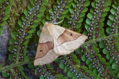 Crocallis elinguaria - Scalloped Oak, Woodside Nurseries, Austerfield.