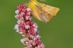 Ennomos alniaria - Canary-shouldered Thorn, Woodside Nurseries, Austerfield.